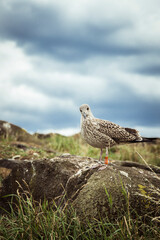 Bird with identification mark looks at camera