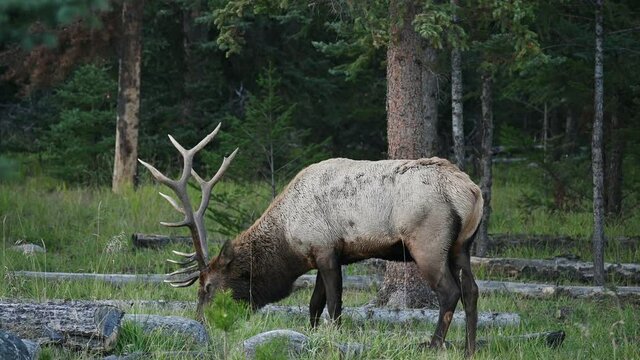 Bull Elk eating grass in pine forest at national park