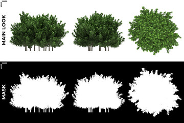 3D Rendering of Front, Left and Top view of Trees (Busus Serpevirnes) with alpha mask to cutout and PNG editing. Forest and Nature Compositing.