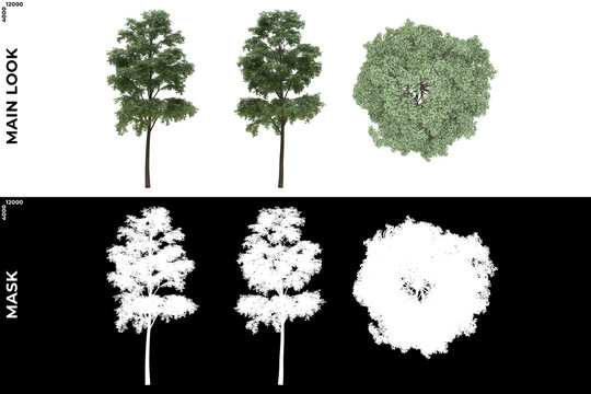 3D Rendering of Front, Left and Top view of Trees (Bucida Buceras) with alpha mask to cutout and PNG editing. Forest and Nature Compositing.