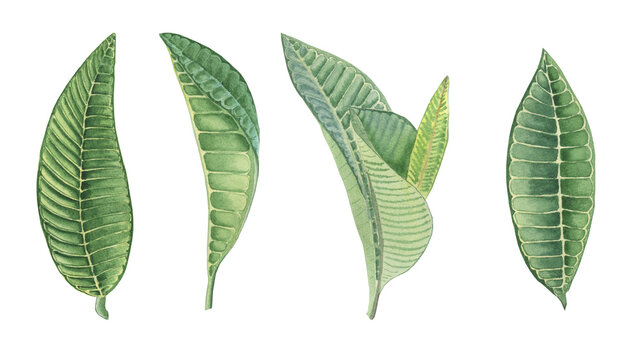 32,013 BEST Frangipani Tree IMAGES, STOCK PHOTOS u0026 VECTORS  Adobe 