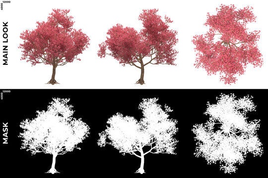 3D Rendering of Front, Left and Top view of Trees (Chorisia Speciosa) with alpha mask to cutout and PNG editing. Forest and Nature Compositing.