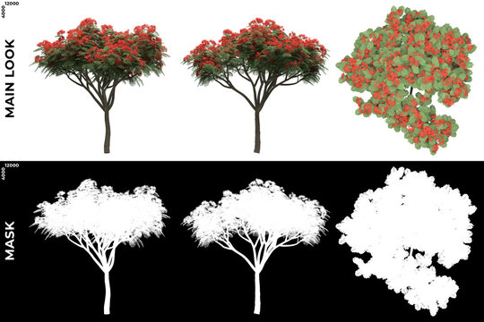 3D Rendering of Front, Left and Top view of Trees (Delonix Regia) with alpha mask to cutout and PNG editing. Forest and Nature Compositing.