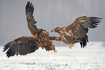 Aquila di mare scaramuccia
