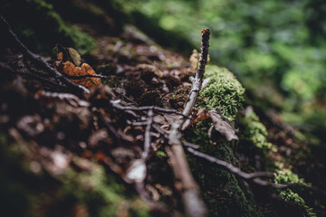 Fototapeta premium close up of various natural objects on the forest floor in the wonderful forest in liedberg in germany with bold colors photographed in autumn