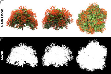 3D Rendering of Front, Left and Top view of Trees (Hamelia Patens) with alpha mask to cutout and PNG editing. Forest and Nature Compositing.