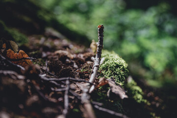 Obraz premium close up of various natural objects on the forest floor in the wonderful forest in liedberg in germany with bold colors photographed in autumn