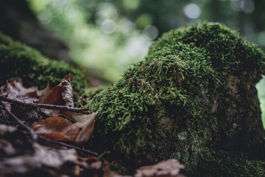 close up of various natural objects on the forest floor in the wonderful forest in liedberg in germany with bold colors photographed in autumn