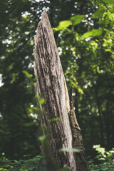 close up of leaves on a tree trunk photographed in autumn in the liedberger forest in germany with beautiful sunshine nature from its most beautiful side