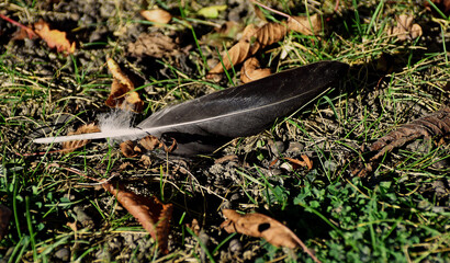 Gänsefeder