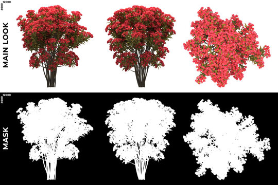 3D Rendering of Front, Left and Top view of Trees (Lagerstroemia indica) with alpha mask to cutout and PNG editing. Forest and Nature Compositing.