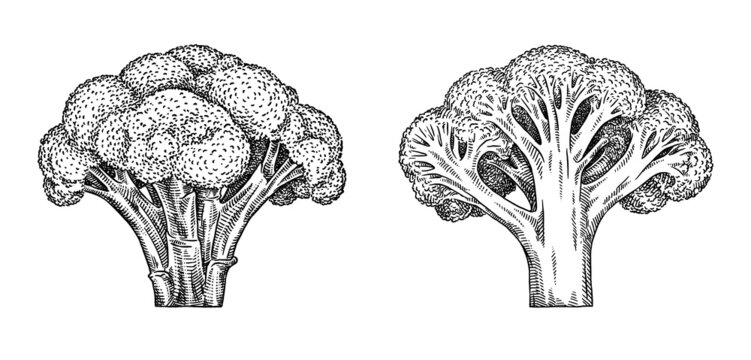 black and white engrave isolated broccoli illustration