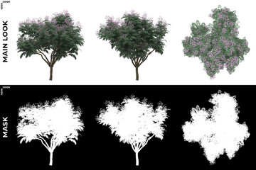 3D Rendering of Front, Left and Top view of Trees (Melia Azedara) with alpha mask to cutout and PNG editing. Forest and Nature Compositing.