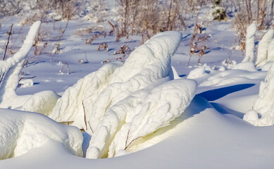 Snow-covered dry grass and branches of shrubs on the mountainside close-up in winter