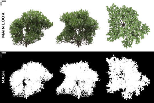3D Rendering of Front, Left and Top view of Trees (Ligustrum Lucidum) with alpha mask to cutout and PNG editing. Forest and Nature Compositing.