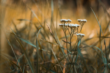 a close-up of a flower in a forest with bold yellow and orange colors, photographed in autumn in bright sunshine