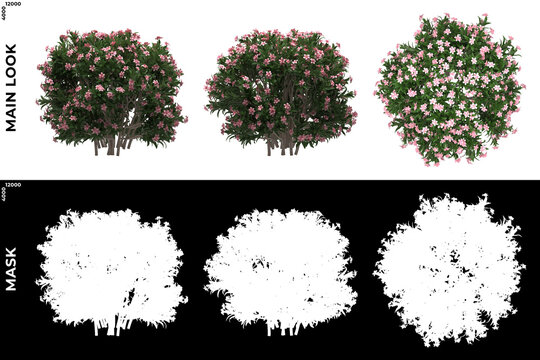 3D Rendering of Front, Left and Top view of Trees (Nerium, oleander) with alpha mask to cutout and PNG editing. Forest and Nature Compositing.