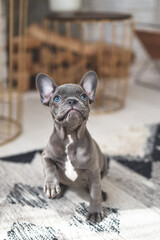 Cute puppy French bulldog with blue eyes  is playing