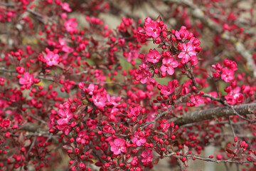 Malus 'Cardinal' crab apple tree in blossom in the spring sunshine