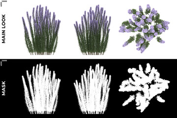 3D Rendering of Front, Left and Top view of Trees (Allamanda) with alpha mask to cutout and PNG editing. Forest and Nature Compositing.