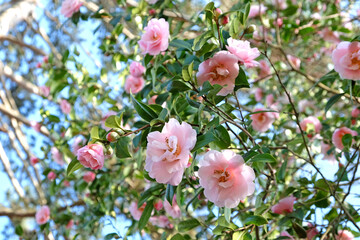 Pink Camellia 'Felice Harris'  in flower
