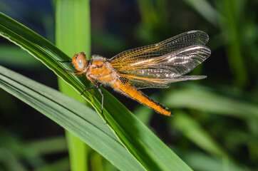 Dragonfly sits on a branch with leaves/dragonfly sits on green grass. Wild nature