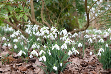 The white flowers of the giant snowdrop, galanthus elwesii, in bloom