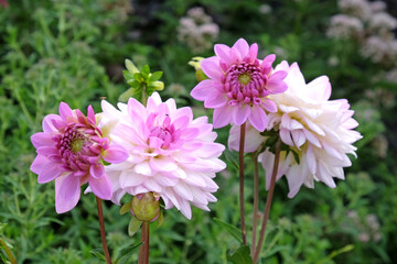 Purple and white decorative dahlia 'Ocean Bird' in flower © Alexandra