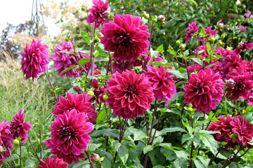 Purple decorative pinnate dahlia 'Thomas A Edison' in flower