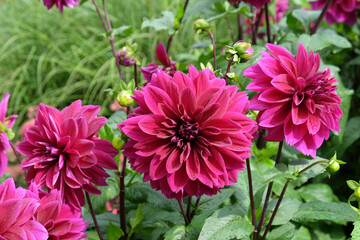 Fototapeta premium Purple decorative pinnate dahlia 'Thomas A Edison' in flower