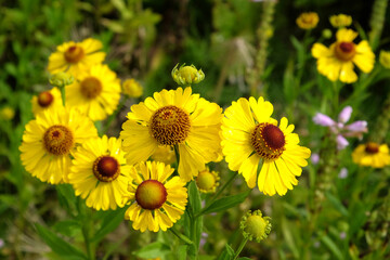 Bright yellow helenium sneezeweed in flower