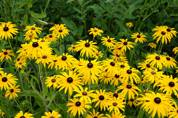 Yellow rudbeckia hirta, commonly called 'black eyed Susan' in flower