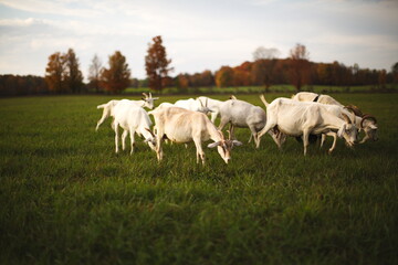 Obraz na płótnie Canvas Dairy goats grazing in a field during the summer season in Ontario, Canada.
