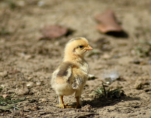 Lonely little chick stray from hens
