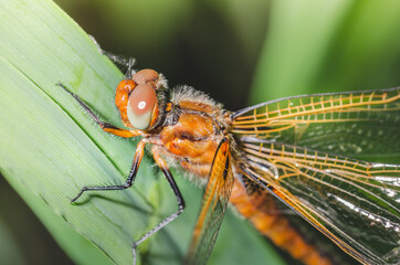 dragonfly sits on a blade of green grass/dragonfly sits on green grass. Wild nature.