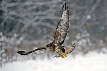Poiana in volo