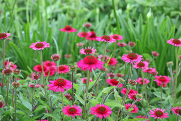 Pink Echinacea 'Delicious Candy' corn flower in flower during the summer months