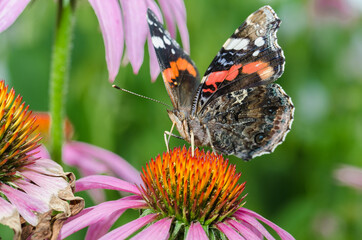 Butterfly. Admiral pollinates on echinacea/beautiful butterfly pollinates on a bright echinacea...