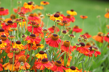 Helenium 'Sahin's Early Flowerer sneezeweed daisies in flower