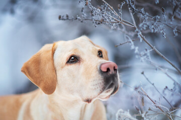 creamy dog Labrador retriever in winter