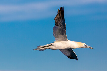 Fototapeta na wymiar alcatraz atlántico o alcatraz común (Morus bassanus) volando con las alas abiertas sobre un cielo azul
