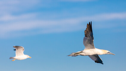 alcatraz atlántico o alcatraz común (Morus bassanus) volando con las alas abiertas sobre un cielo azul perseguido por una gaviota patiamarilla​ (Larus michahellis) 