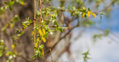 Young leaves and 
