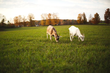 Fototapeta premium Dairy goats grazing in a field during the summer season in Ontario, Canada.