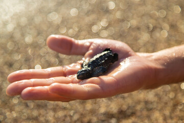 A small turtle on the seashore in the hands of a man. Selective focus.