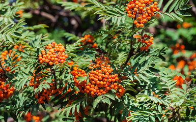 The fruits of the rowan tree on the branches and leaves close-up on the background of greenery in summer