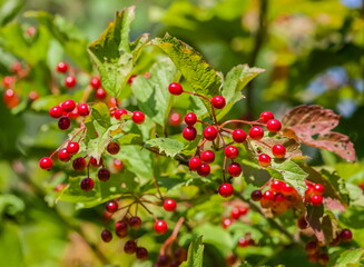 Fruits and leaves of the Viburnum shrub close-up on the background of leaves in summer