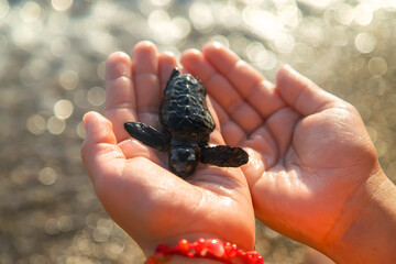 Little turtle on the seashore in the hands of a child. Selective focus.