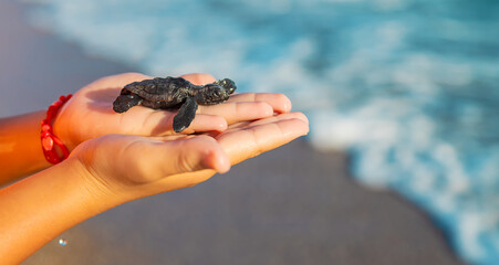 Little turtle on the seashore in the hands of a child. Selective focus.