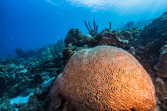 Seascape with various fish, coral, and sponge in the coral reef of the Caribbean Sea, Curacao